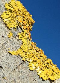 Xanthoria parietina var. parietina image