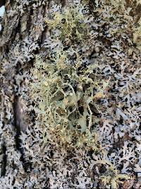 Ramalina americana image