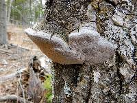 Phellinus tremulae image