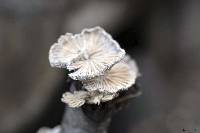 Schizophyllum commune image