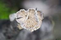 Schizophyllum commune image