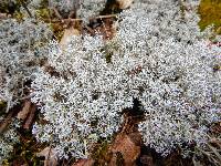 Cladonia rangiferina image