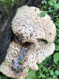 Polyporus squamosus image