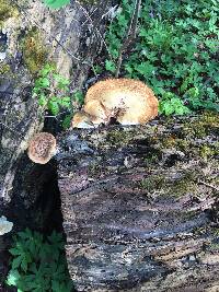 Polyporus squamosus image
