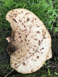 Polyporus squamosus image