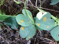 Puccinia oxalidis image