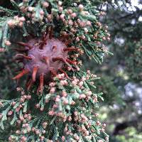 Gymnosporangium juniperi-virginianae image