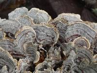 Trametes versicolor image