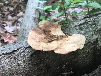 Polyporus squamosus image