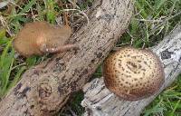 Polyporus arcularius image