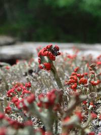 Cladonia cristatella image