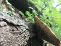 Polyporus squamosus image