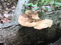 Polyporus squamosus image