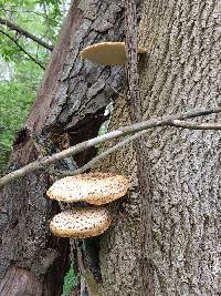 Polyporus squamosus image