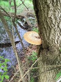 Polyporus squamosus image