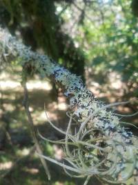 Parmotrema reticulatum image