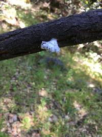 Schizophyllum commune image