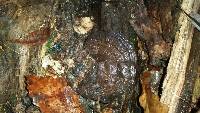 Ganoderma tsugae image