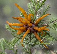 Gymnosporangium juniperi-virginianae image