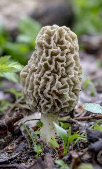 Morchella americana image