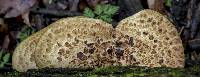 Polyporus squamosus image