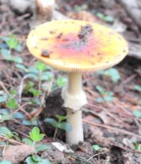 Amanita muscaria image