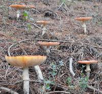 Amanita muscaria image