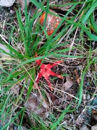 Clathrus archeri image