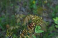 Gymnosporangium juniperi-virginianae image