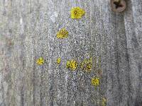 Xanthoria parietina var. parietina image