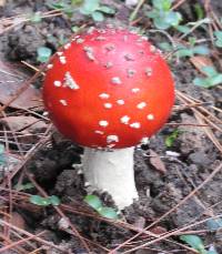 Amanita muscaria image