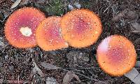Amanita muscaria image