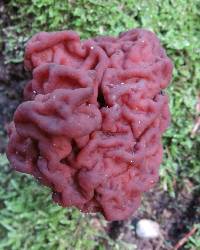 Gyromitra esculenta image