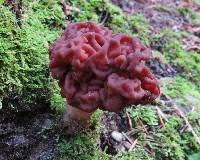 Gyromitra esculenta image