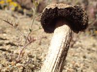 Battarrea phalloides image