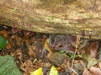 Auricularia cornea image