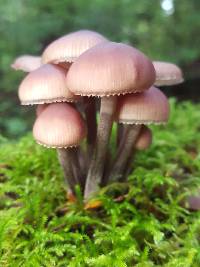 Mycena haematopus image