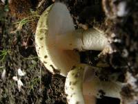 Amanita phalloides image