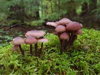 Mycena haematopus image