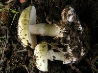 Amanita phalloides image