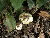 Amanita phalloides image