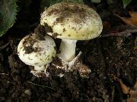 Amanita phalloides image