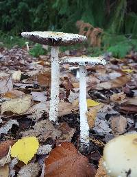 Stropharia ambigua image