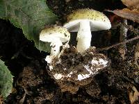 Amanita phalloides image