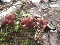 Gyromitra esculenta image