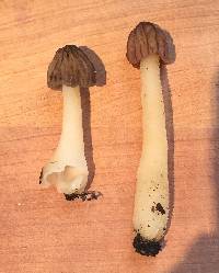 Morchella punctipes image