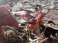 Gyromitra esculenta image