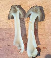 Morchella punctipes image