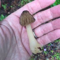 Morchella punctipes image