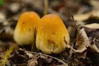 Coprinellus micaceus image